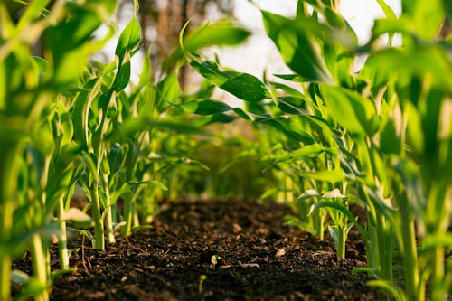 Insecticides